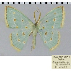 /filer/webapps/moths/media/images/R/rufostellata_Comostolopsis_AM_ZSM.jpg