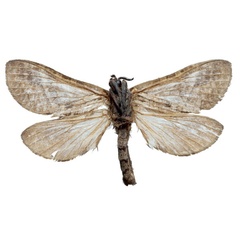 /filer/webapps/moths/media/images/F/fannini_Neoeudalaca_HT_Stroehleb_hHSPMp6.jpg