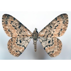 /filer/webapps/moths/media/images/L/lemairei_Zeuctoboarmia_AF_Sircoulomb.jpg