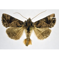 /filer/webapps/moths/media/images/A/accentifera_Ctenoplusia_AM_NHMO.jpg