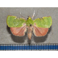 /filer/webapps/moths/media/images/P/phoenicochlora_Lophocrama_A_Goff_05.jpg