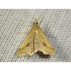 /filer/webapps/moths/media/images/M/monostigma_Diasemia_A_Bippus.jpg