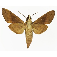 /filer/webapps/moths/media/images/C/charoba_Nephele_AF_Basquin_01b.jpg