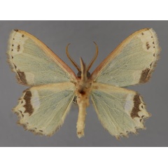 /filer/webapps/moths/media/images/H/hemistrigata_Archichlora_A_ZSM_02.jpg