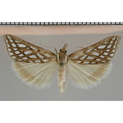 /filer/webapps/moths/media/images/A/argentea_Triphassa_PT_ZMHB.jpg