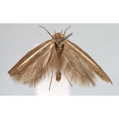/filer/webapps/moths/media/images/G/gilgilensis_Scythris_HT_BMNH.jpg