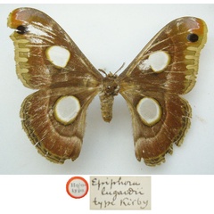 /filer/webapps/moths/media/images/L/lugardi_Epiphora_HT_NHMUKa.jpg