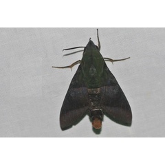/filer/webapps/moths/media/images/W/westermannii_Atemnora_A_Jorpeland.jpg