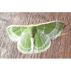 /filer/webapps/moths/media/images/L/leucochloraria_Comibaena_A_Bippus.jpg