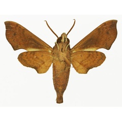 /filer/webapps/moths/media/images/M/marginata_Temnora_AM_01b.jpg