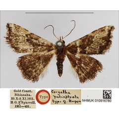 /filer/webapps/moths/media/images/P/poliostrota_Corgatha_HT_BMNH.jpg