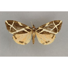 /filer/webapps/moths/media/images/E/ellioti_Seydelia_HT_BMNH.jpg