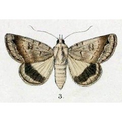 /filer/webapps/moths/media/images/D/devia_Pandesma_HT_Swinhoe_48_3.jpg