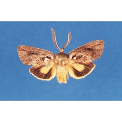 /filer/webapps/moths/media/images/F/flavicolor_Arbelodes_HT_TMSA.jpg