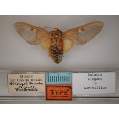 /filer/webapps/moths/media/images/E/elegans_Balacra_A_RMCA_01.jpg