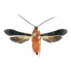 /filer/webapps/moths/media/images/B/bicolor_Conopsia_AF_ANHRTa.jpg