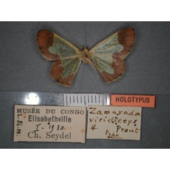 /filer/webapps/moths/media/images/V/viridiceps_Zamarada_HT_RMCA_02.jpg