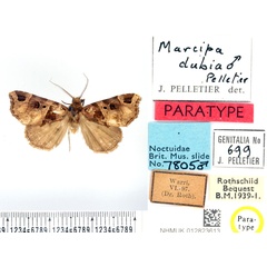 /filer/webapps/moths/media/images/D/dubia_Marcipa_PTM_BMNH.jpg