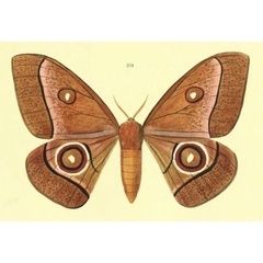 /filer/webapps/moths/media/images/L/licharbas_Antheraea_HT_Maassen_1885_89.jpg