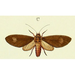 /filer/webapps/moths/media/images/V/vidua_Amerila_Cramer3_264_C.jpg
