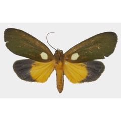 /filer/webapps/moths/media/images/V/viridis_Carpostalagma_AF_Basquin_02a.jpg