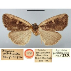 /filer/webapps/moths/media/images/P/pallidicosta_Baniana_HT_BMNH.jpg