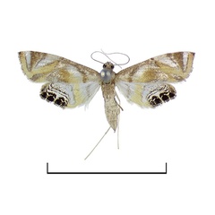 /filer/webapps/moths/media/images/D/dentisigna_Eoophyla_HT_BMNH.jpg