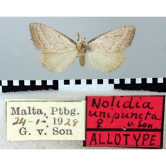 /filer/webapps/moths/media/images/U/unipuncta_Nolidia_AT_TMSA.jpg