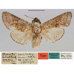 /filer/webapps/moths/media/images/W/windhoekensis_Brachylia_HT_ZMHB.jpg