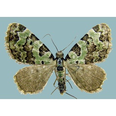/filer/webapps/moths/media/images/S/smaragdinata_Piercia_AM_Staudea.jpg