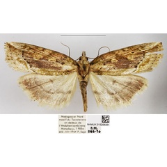 /filer/webapps/moths/media/images/P/perrieri_Maliattha_AF_NHMUK.jpg