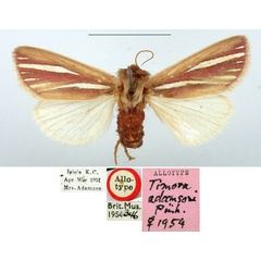 /filer/webapps/moths/media/images/A/adamsoni_Timora_AT_BMNH.jpg