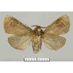 /filer/webapps/moths/media/images/K/konkistador_Gumilevia_HT_ZSM.jpg