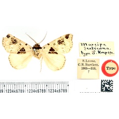 /filer/webapps/moths/media/images/S/secticona_Marcipa_HT_BMNH.jpg
