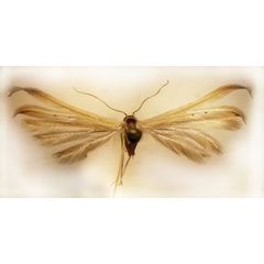 /filer/webapps/moths/media/images/A/africanus_Pterophorus_HT_BMNH.jpg