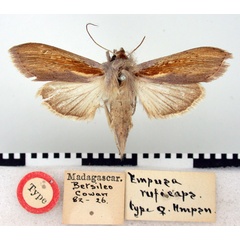 /filer/webapps/moths/media/images/R/ruficeps_Empusada_HT_BMNH.jpg