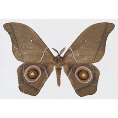 /filer/webapps/moths/media/images/R/ruvuensis_Gonimbrasia_AM_Basquina.jpg