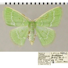 /filer/webapps/moths/media/images/G/germana_Comostolopsis_AF_ZSM.jpg