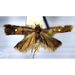 /filer/webapps/moths/media/images/N/natalensis_Protolychnis_HT_TMSA.jpg