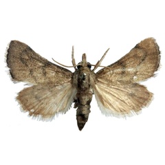 /filer/webapps/moths/media/images/F/furia_Thyridiphora_AF_BMNH.jpg
