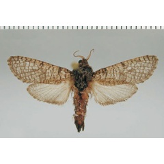 /filer/webapps/moths/media/images/D/dictyotephra_Aethalopteryx_AM_ZMHB.jpg