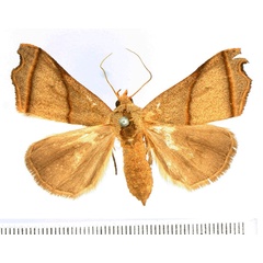/filer/webapps/moths/media/images/I/incurvata_Paralephana_AF_BMNH.jpg