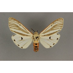 /filer/webapps/moths/media/images/S/senegalensis_Aloa_AF_BMN.jpg