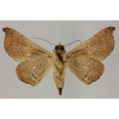 /filer/webapps/moths/media/images/E/ebenaui_Ogovia_AF_MNHNb.jpg
