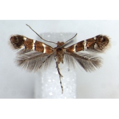 /filer/webapps/moths/media/images/I/ipomoellus_Phyllonorycter_HT_RMCA.jpg