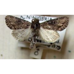 /filer/webapps/moths/media/images/B/basilinea_Manga_AM_BMNH.jpg