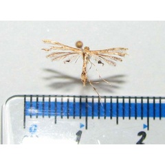 /filer/webapps/moths/media/images/A/anisodactylus_Sphenarches_A_Goff.jpg
