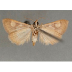 /filer/webapps/moths/media/images/O/ocellata_Heortia_PT_OUMNHb_01.jpg