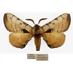 /filer/webapps/moths/media/images/C/castanea_Poloma_AM_MNHN.jpg