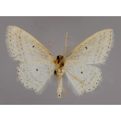 /filer/webapps/moths/media/images/G/gazellaria_Scopula_A_ZSM_02.jpg